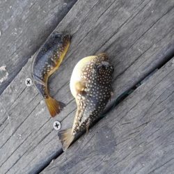 コスモスクエアにて大アジ発見