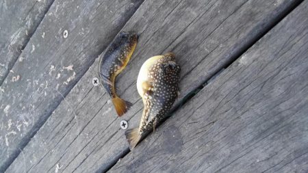 コスモスクエアにて大アジ発見