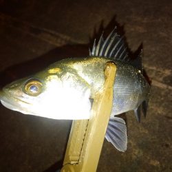 今季初ガシリング!