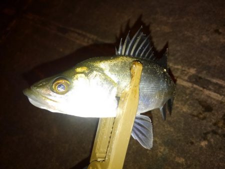 今季初ガシリング!