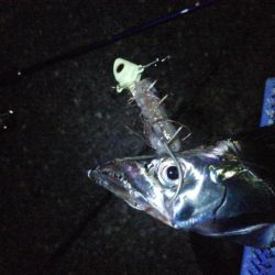 今日もタチウオ 2本