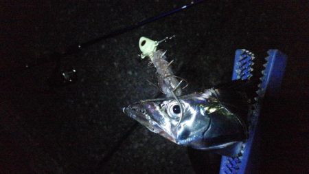 今日もタチウオ 2本