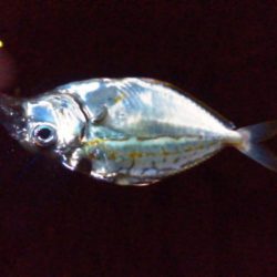 別府港でアナゴ、キビレ！