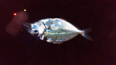 別府港でアナゴ、キビレ！