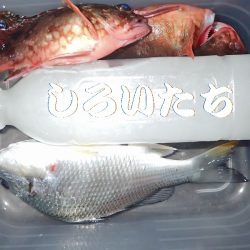 ２週間ぶりにタチウオ狙い。