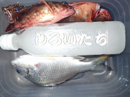 ２週間ぶりにタチウオ狙い。