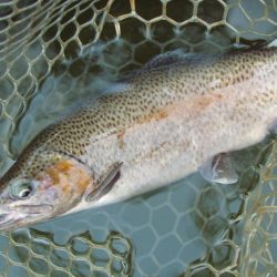 岡崎トラウトポンド釣果