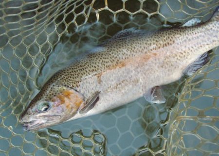 岡崎トラウトポンド釣果