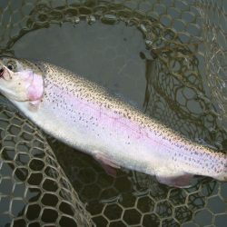 大安トラウトレイク 釣果