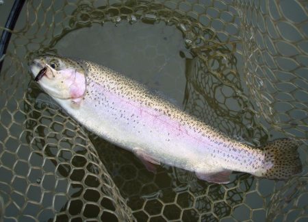 大安トラウトレイク 釣果