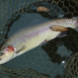 大安トラウトレイク 釣果