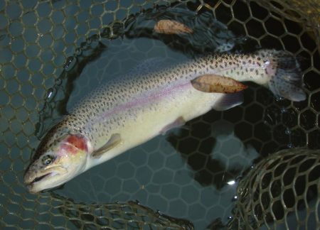 大安トラウトレイク 釣果