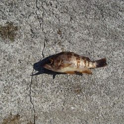 メバリングとエサ