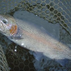 大安トラウトレイク 釣果