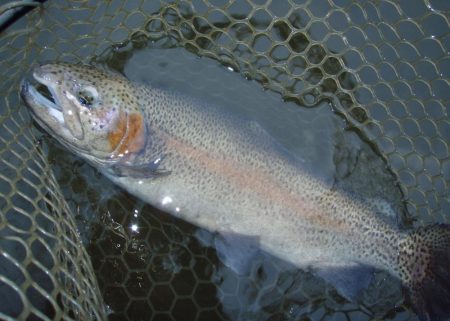 大安トラウトレイク 釣果