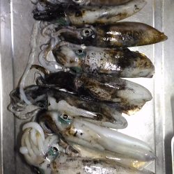 ヤエンでアオリイカ