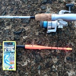 ◯極寒&極上タチウオ