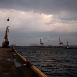 ◯タチウオ調査