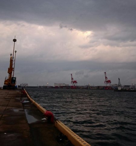 ◯タチウオ調査