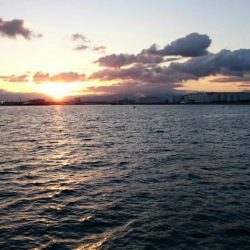 ⚫かもめ大橋タチウオ調査