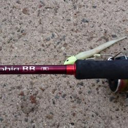 今ｼｰｽﾞﾝ最後の１匹か！？