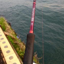 ◯二日ぶりにタチウオ