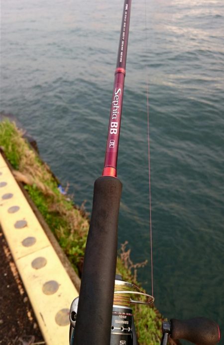 ◯二日ぶりにタチウオ