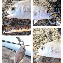 オニヒラアジ爆釣果しました！