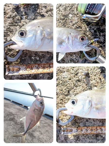 オニヒラアジ爆釣果しました！