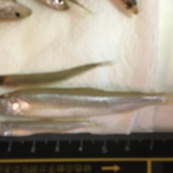 今シーズン初のワカサギ釣行