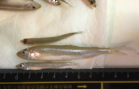 今シーズン初のワカサギ釣行