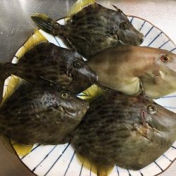 カワハギ面白すぎ！