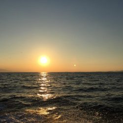 鯛、アジ、ガシラ