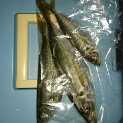 伊根でアジング