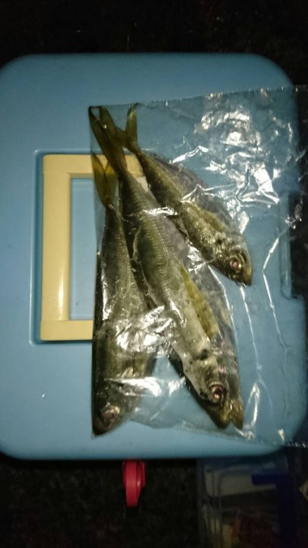 伊根でアジング