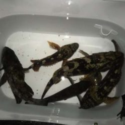 なんとかつ抜け