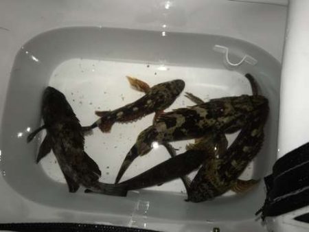 なんとかつ抜け