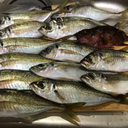 悶絶デカアジング！