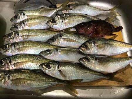 悶絶デカアジング！