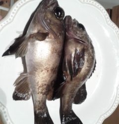 メバリング、はじめました。