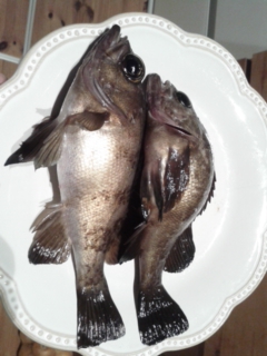 メバリング、はじめました。