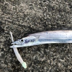 外は爆風、極寒の中の気合のフラップ釣法