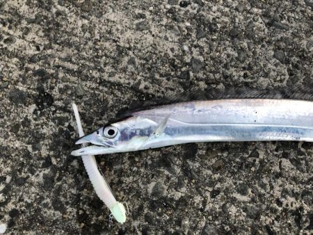 外は爆風、極寒の中の気合のフラップ釣法