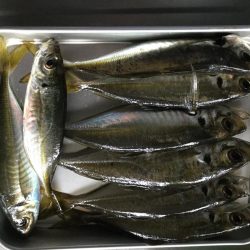 アジ釣り