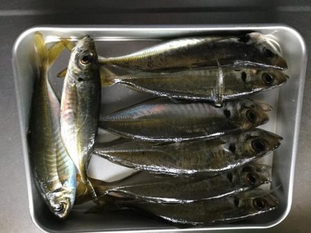 アジ釣り