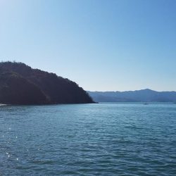 まだ居ました。