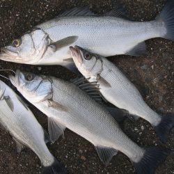 ショアジギングで珍しくヒラスズキが連発