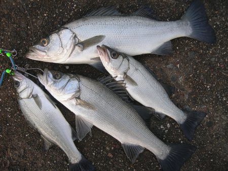 ショアジギングで珍しくヒラスズキが連発