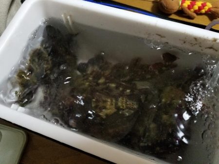 ライトワインド