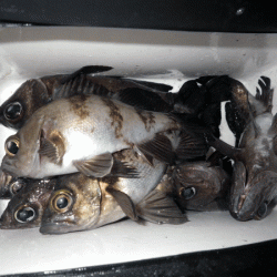 姫路メバル(2017-7)